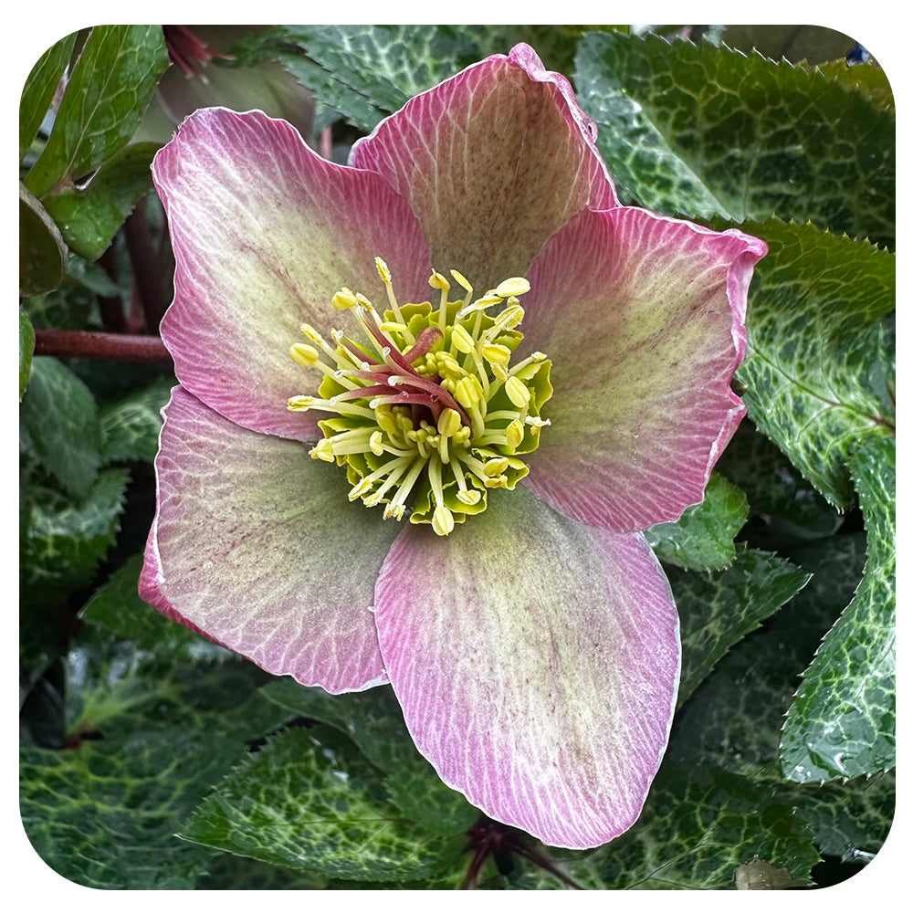 Helleborus x  iburgensis  'Bayli's Blush’ (Lenten Rose)