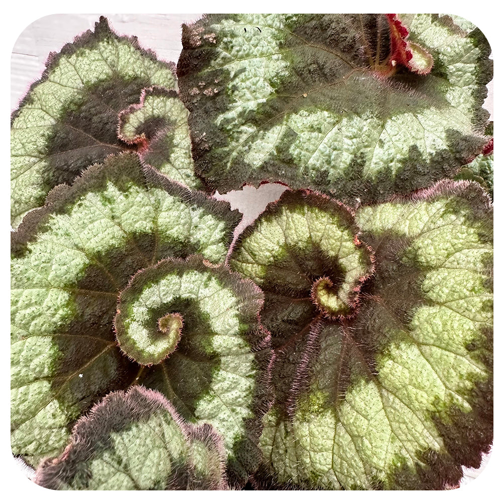 Rex Begonia - Escargot