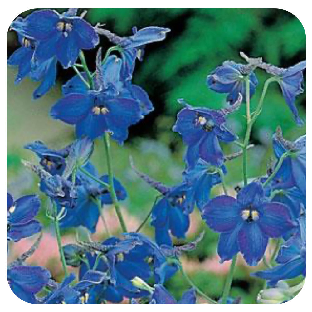 Delphinium  hybrid 'Belladonna'