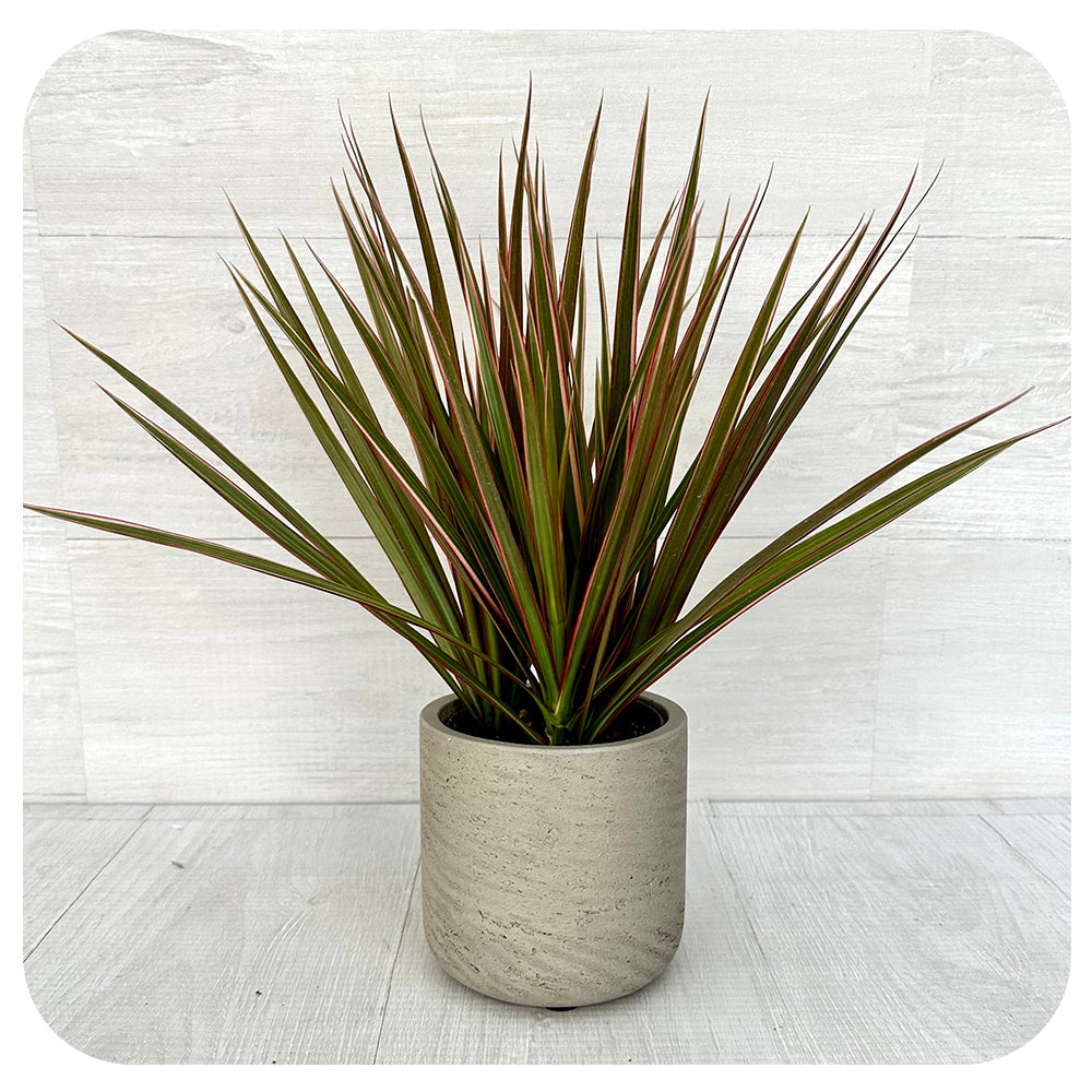 Dracaena Bicolour