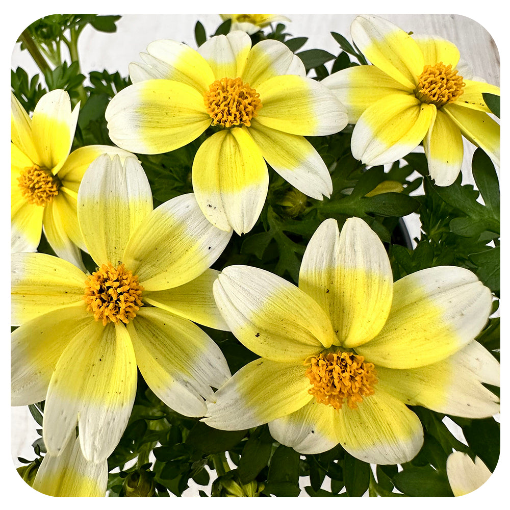 Bidens