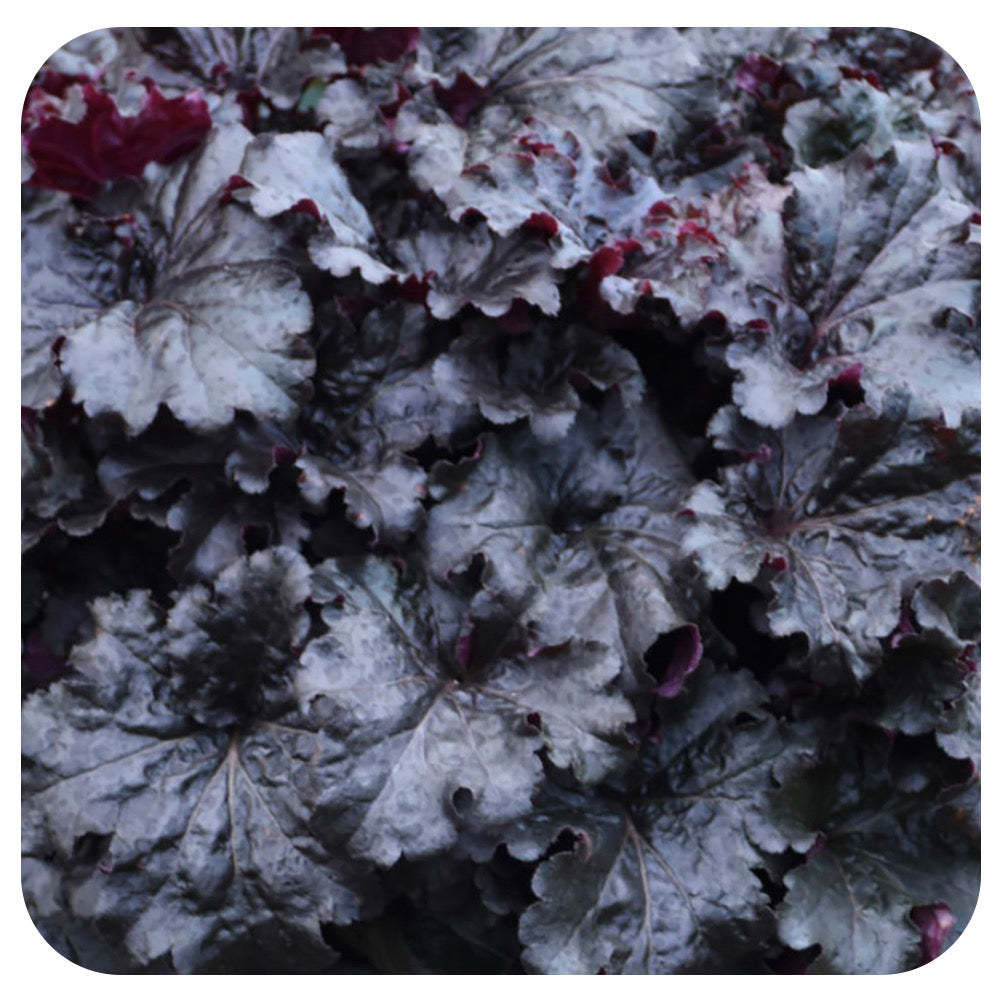 Heuchera ‘Evening Gown' by Proven Winners (Coral Bells)