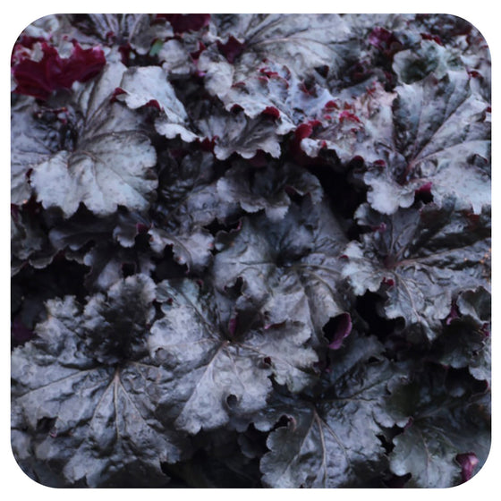 Heuchera ‘Evening Gown' by Proven Winners (Coral Bells)