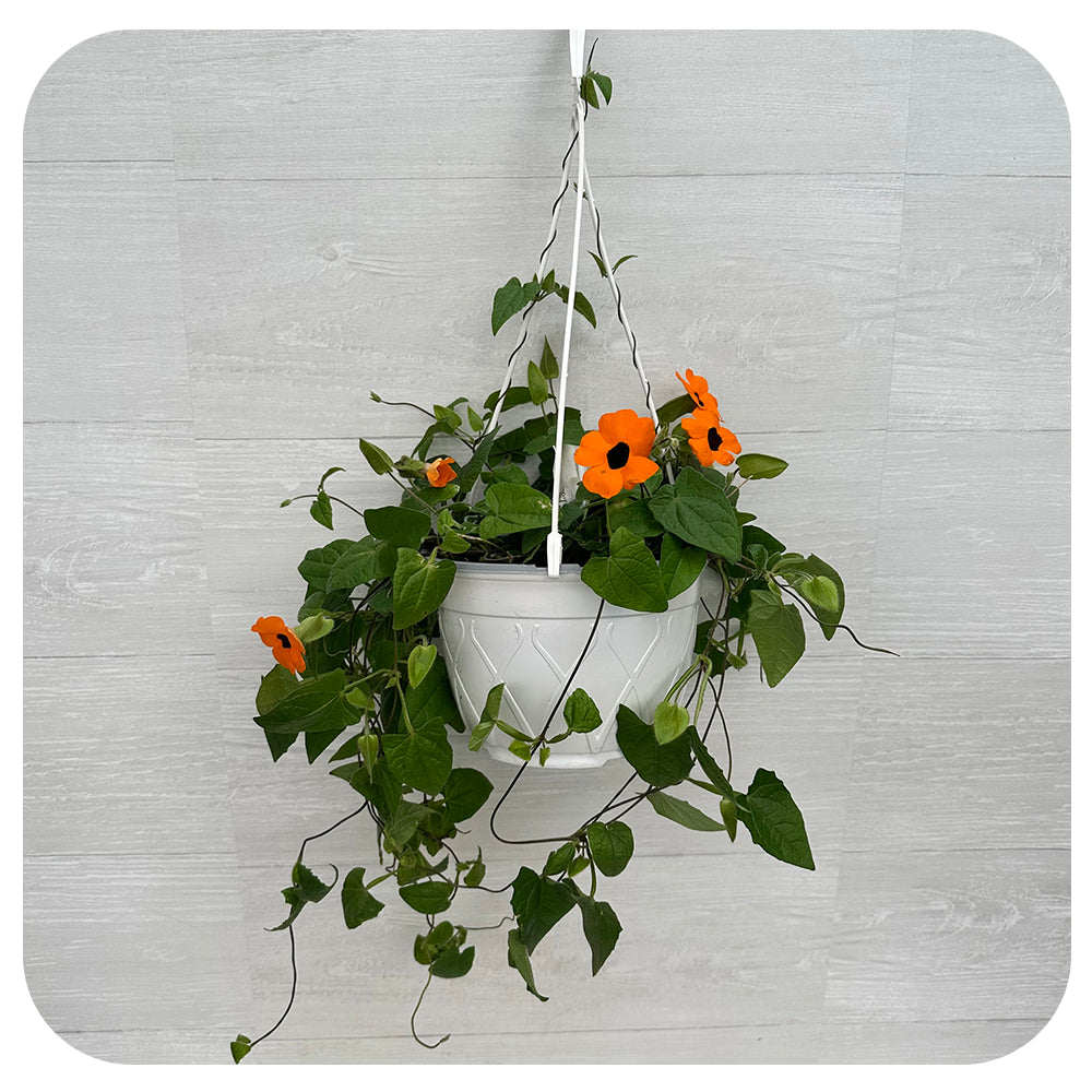 black eyed susan hanging plant Black-Eyed Susan Vine HB (Thunbergia alata)