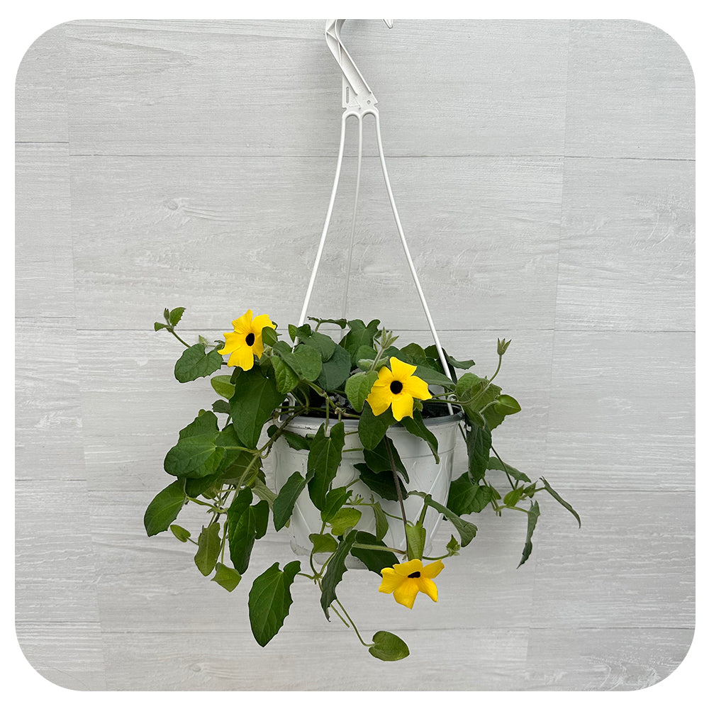 Black-Eyed Susan Vine HB (Thunbergia alata)