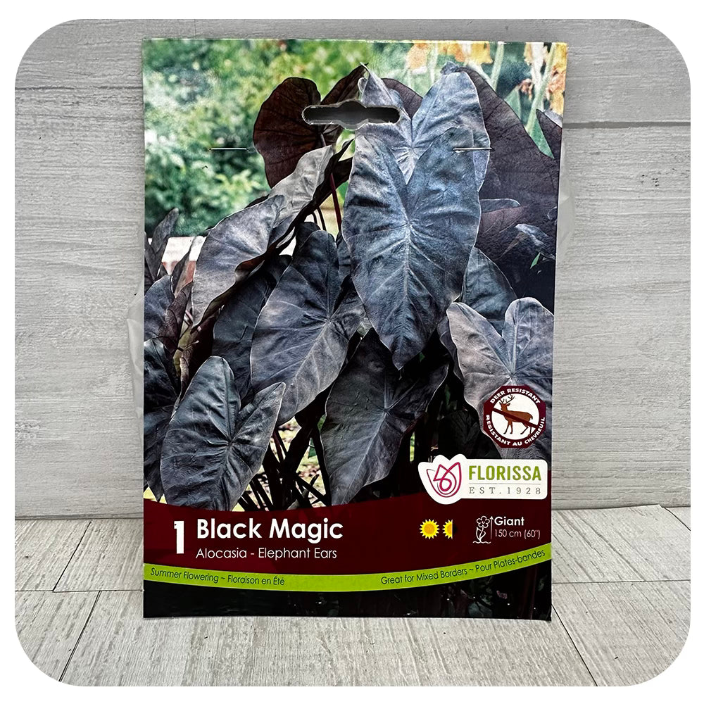 Alocasia/ Elephant Ears 'Black Magic'