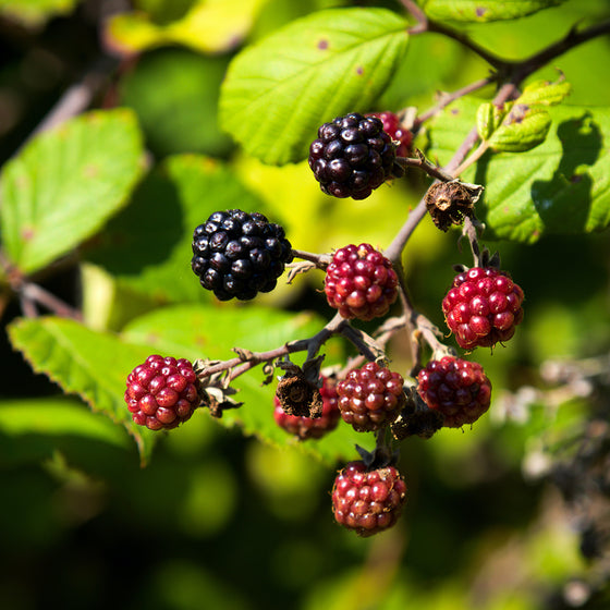 Blackberry – Black Satin Thornless