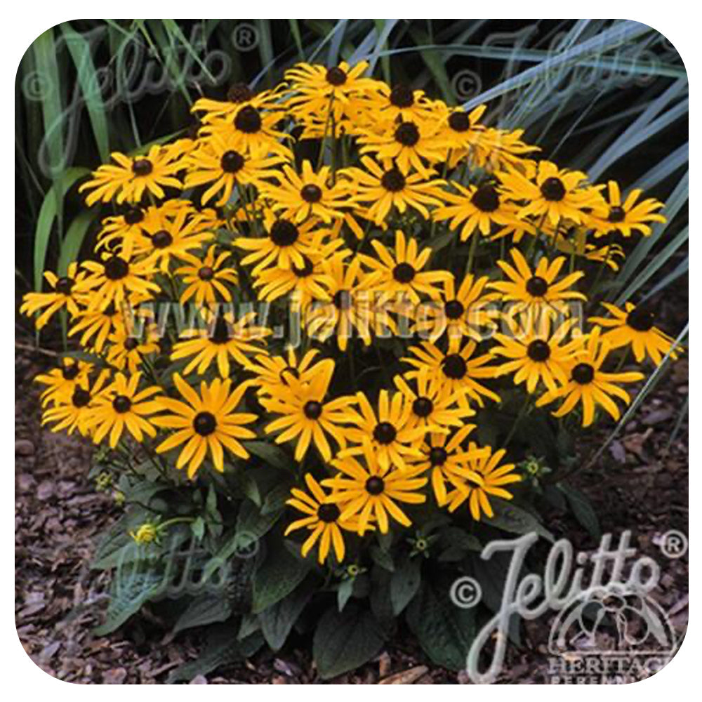 Black-Eyed Susan (NATIVE PERENNIAL)