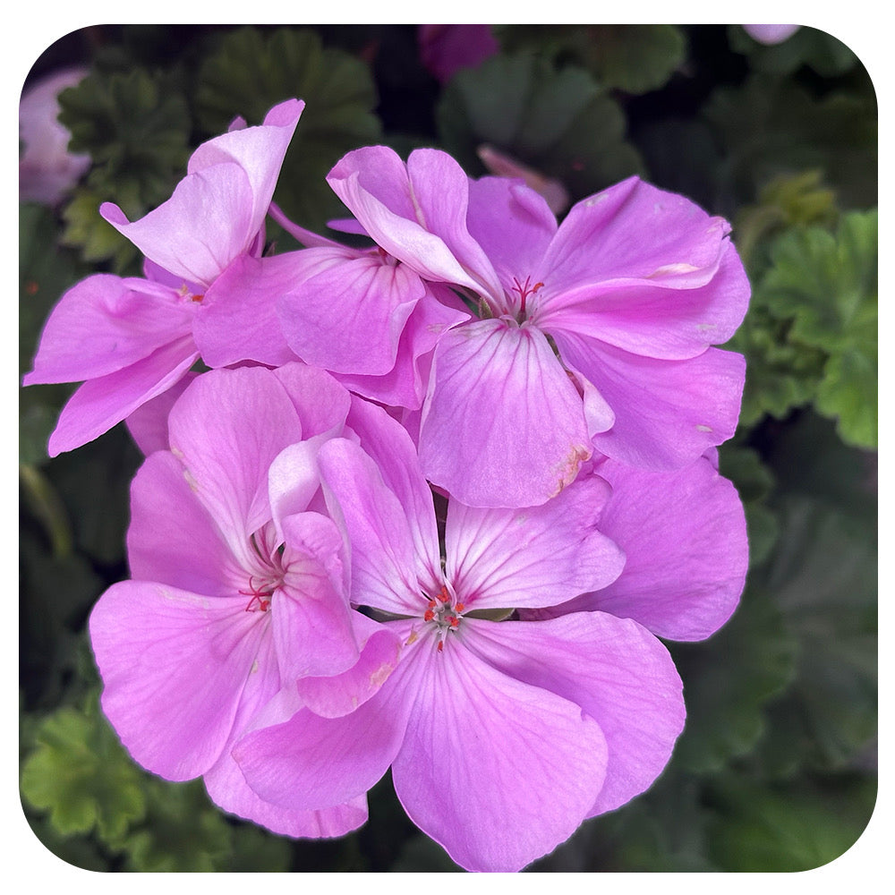Geranium (Zonal)