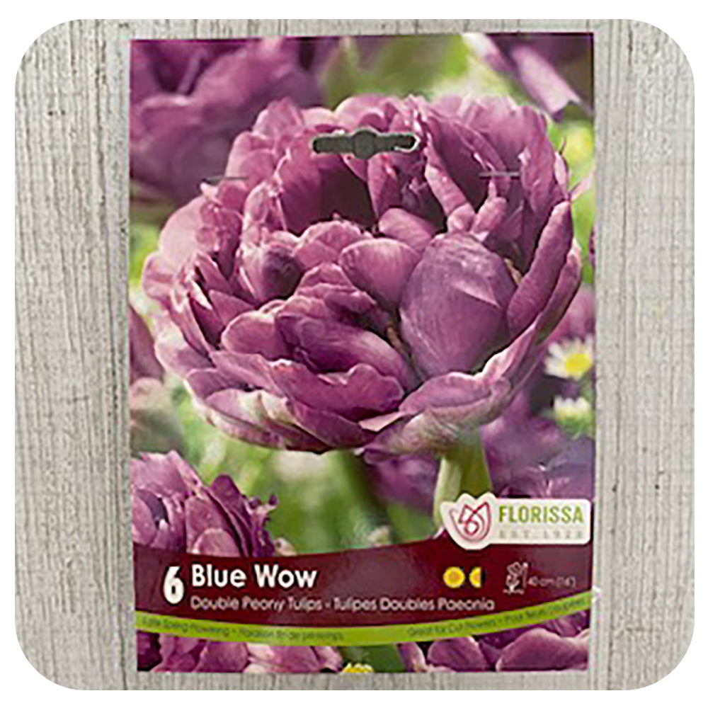 Tulip 'Double Peony Blue Wow'