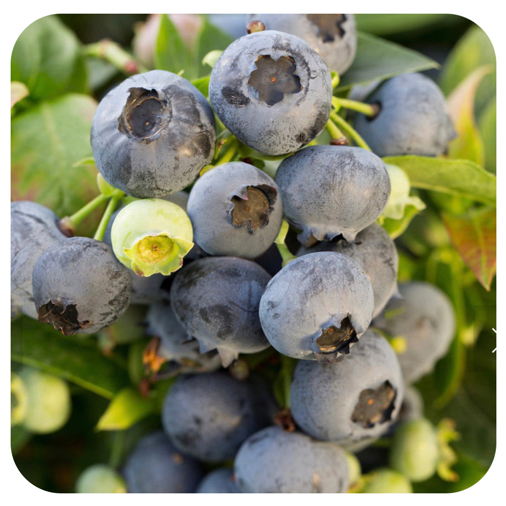 Bushel & Berry 'Jelly Bean' Blueberry