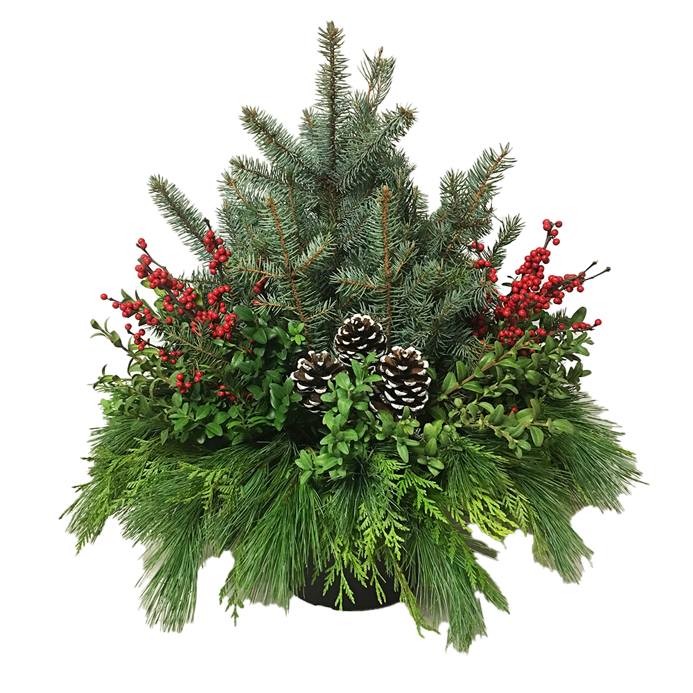 Urn - Blue Spruce with Ilex*