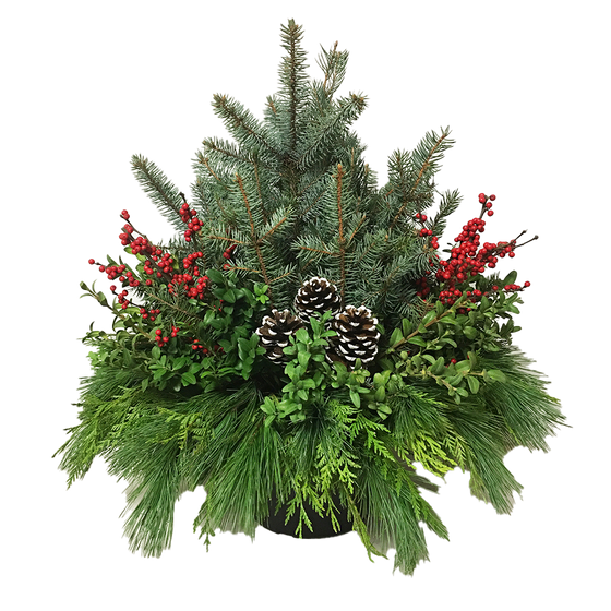 Urn - Blue Spruce with Ilex*