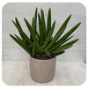 Snake Plant ‘Boncel Starfish’ (sansevieria)