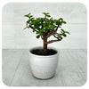 Bonsai Tree 1