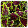 Coleus