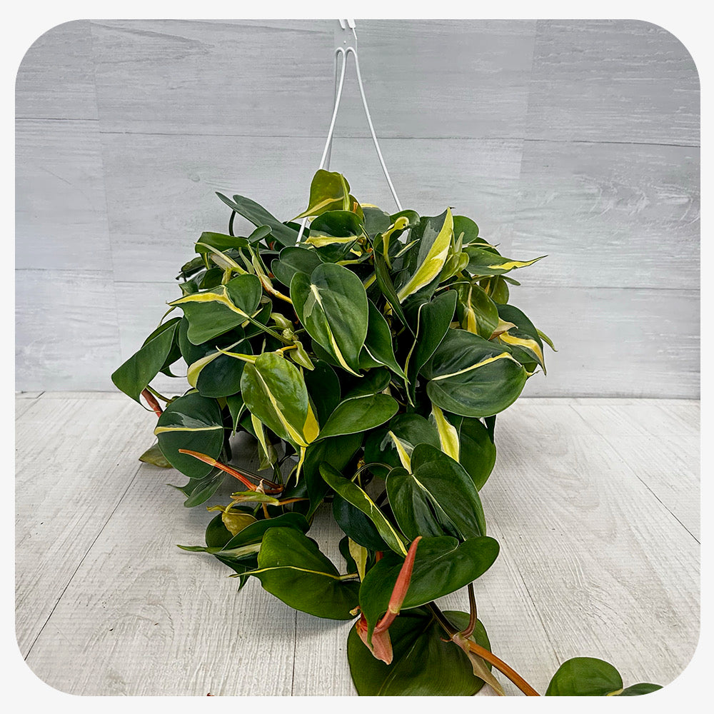 Philodendron 'Silver Stripe' Hanging Basket
