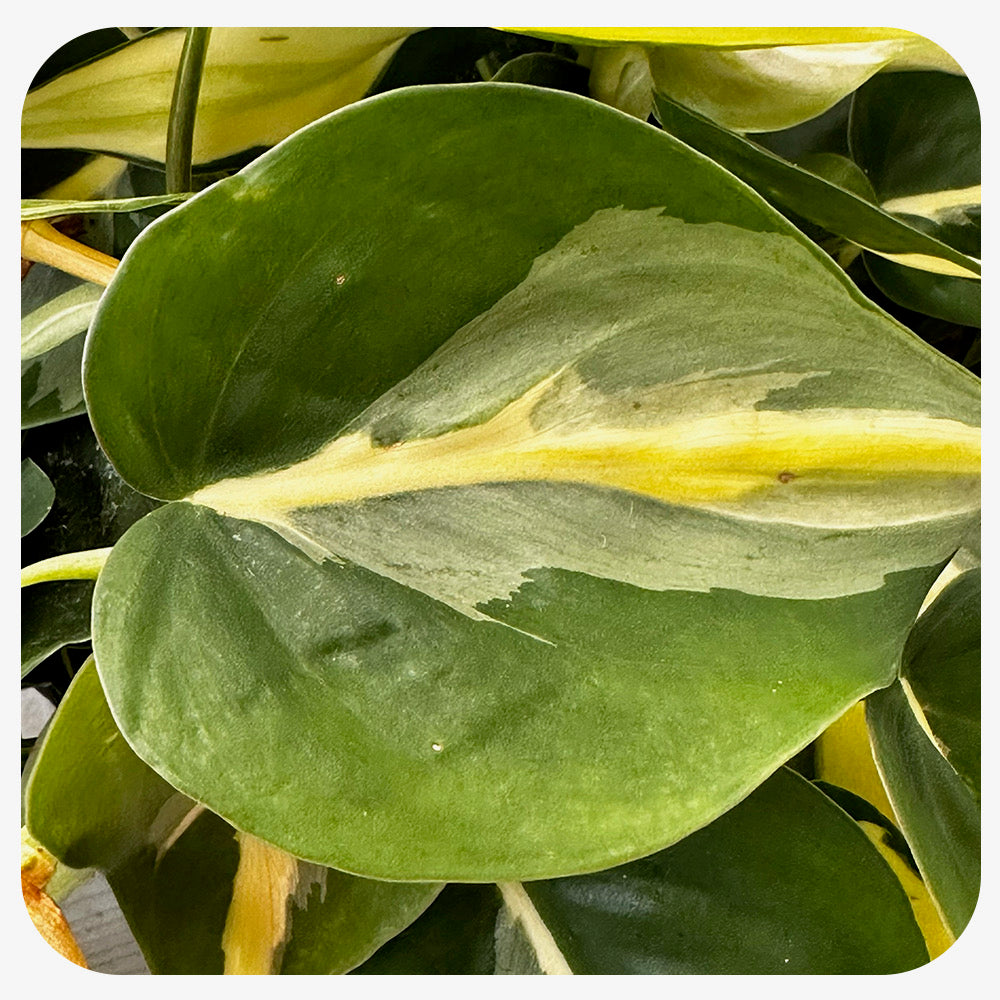 Philodendron 'Silver Stripe' Hanging Basket