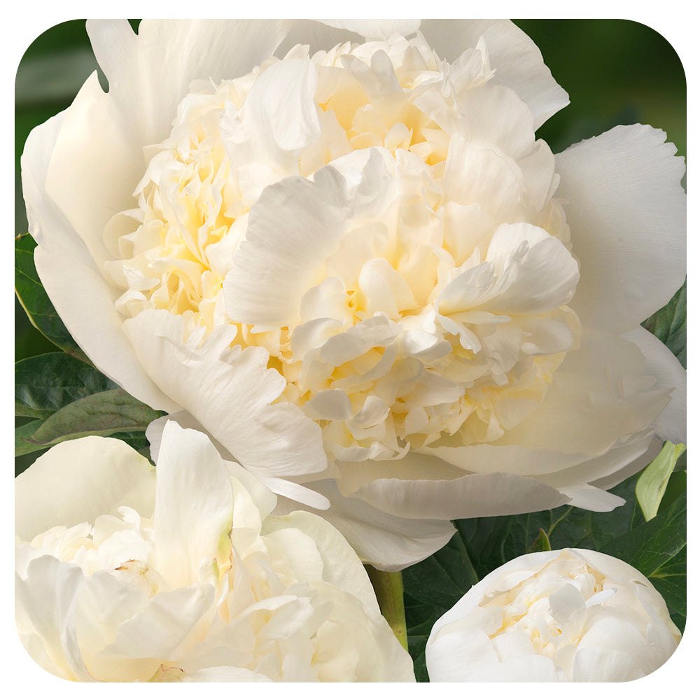 Peony ‘Bridal Shower’