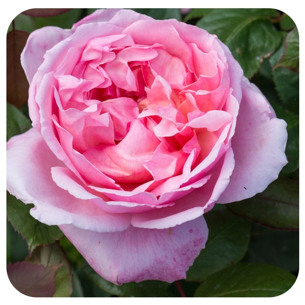 Brother Cadfael Rose by David Austin