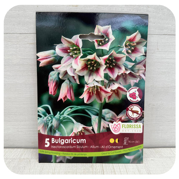 Allium Bulgaricum - Davenport Garden Centre