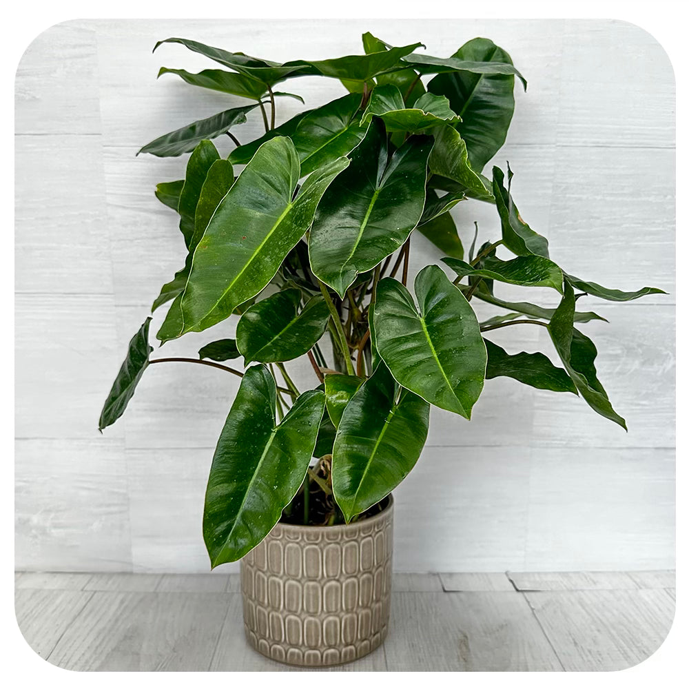 Philodendron 'Burle Marx'