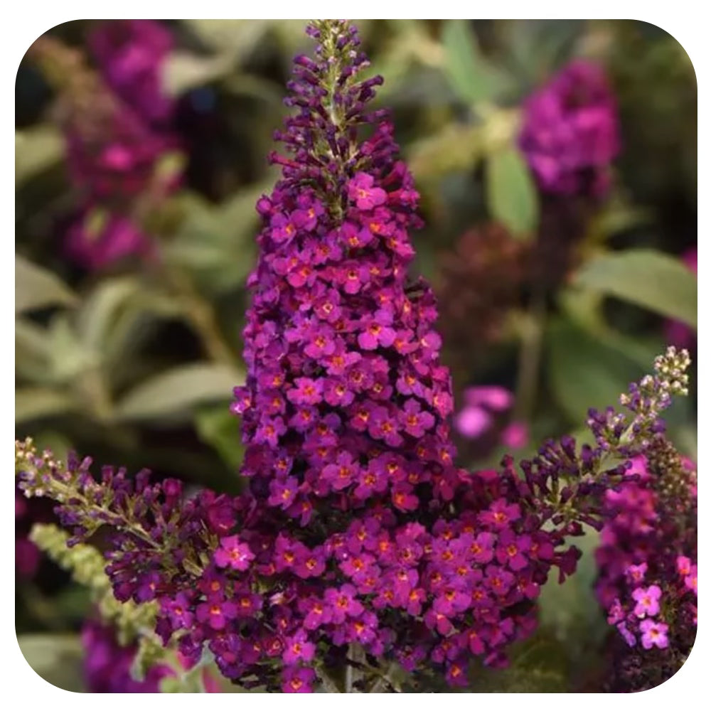 Butterfly Bush Chrysalis Pink