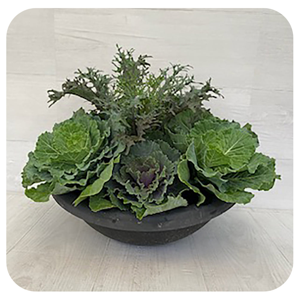 Ornamental Cabbage Bowl