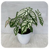 Caladium 'Angel Wings