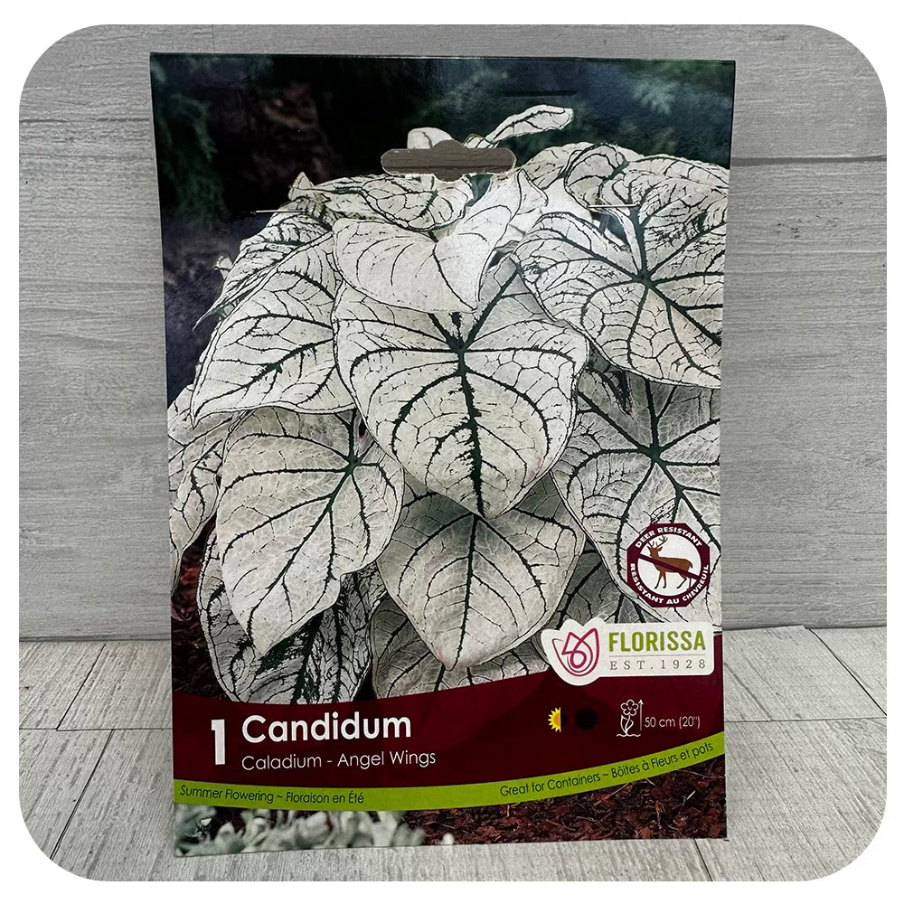 Caladium 'Angel Wings