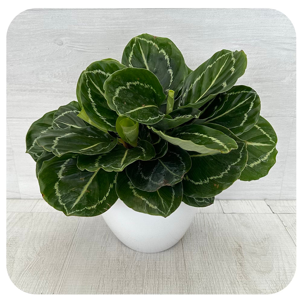 Calathea 'Green Beauty’