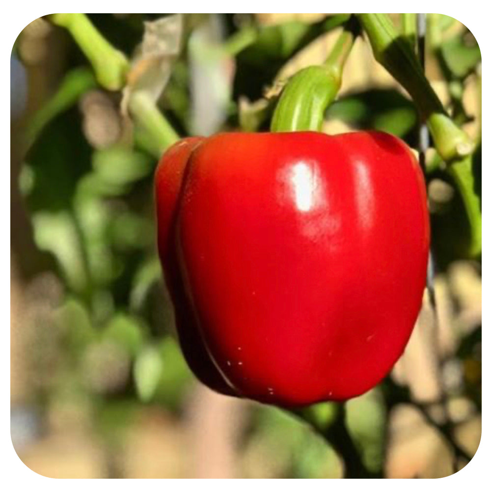 California Wonder Sweet Pepper (Vicki's Veggies Organic)