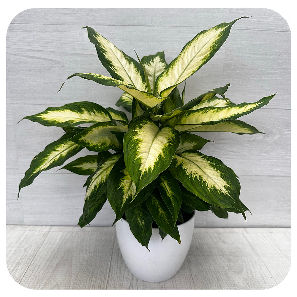 is dieffenbachia toxic to pets Dieffenbachia 'Camille' (TOXIC for pets)