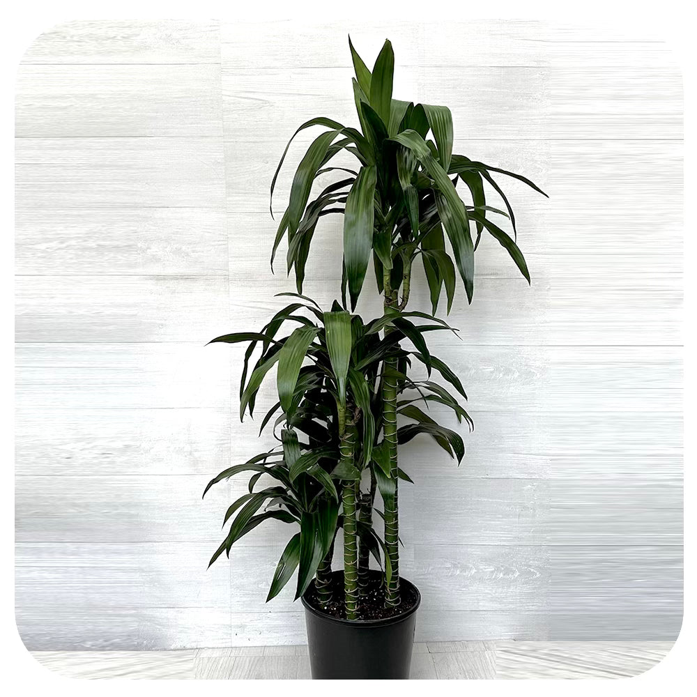 dracaena hawaiian cane Dracaena Hawaiian Emerald Cane