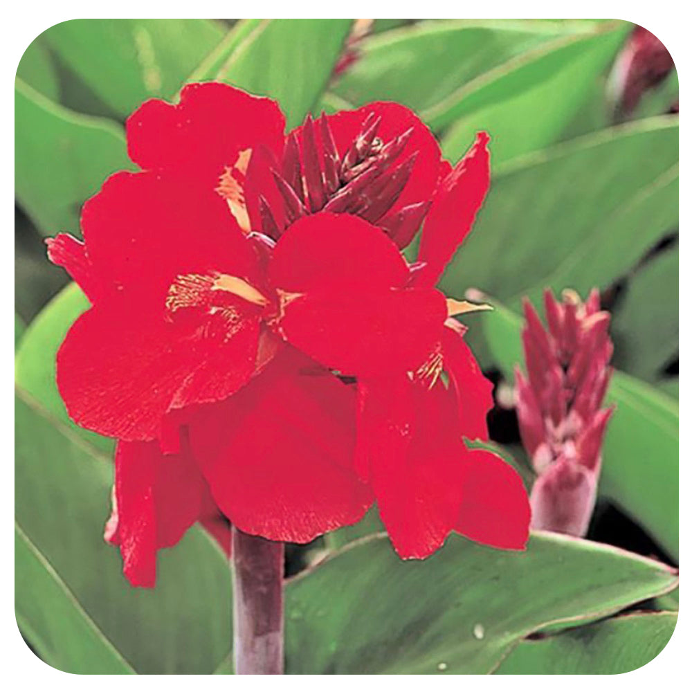 Canna Lily - Davenport Garden Centre