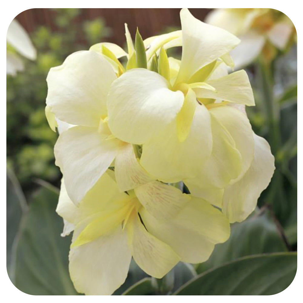 white canna lilies Canna Lily