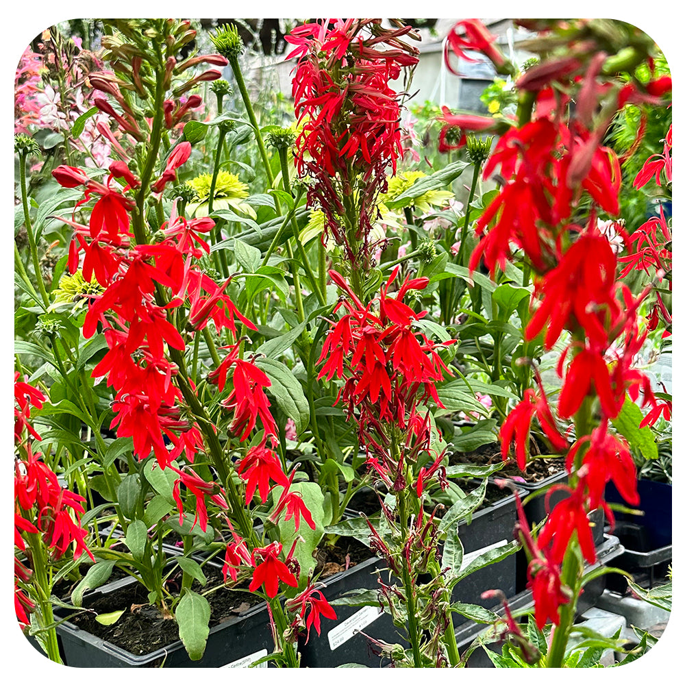 Cardinal Flower(Lobelia cardinalis) NATIVE PERENNIAL