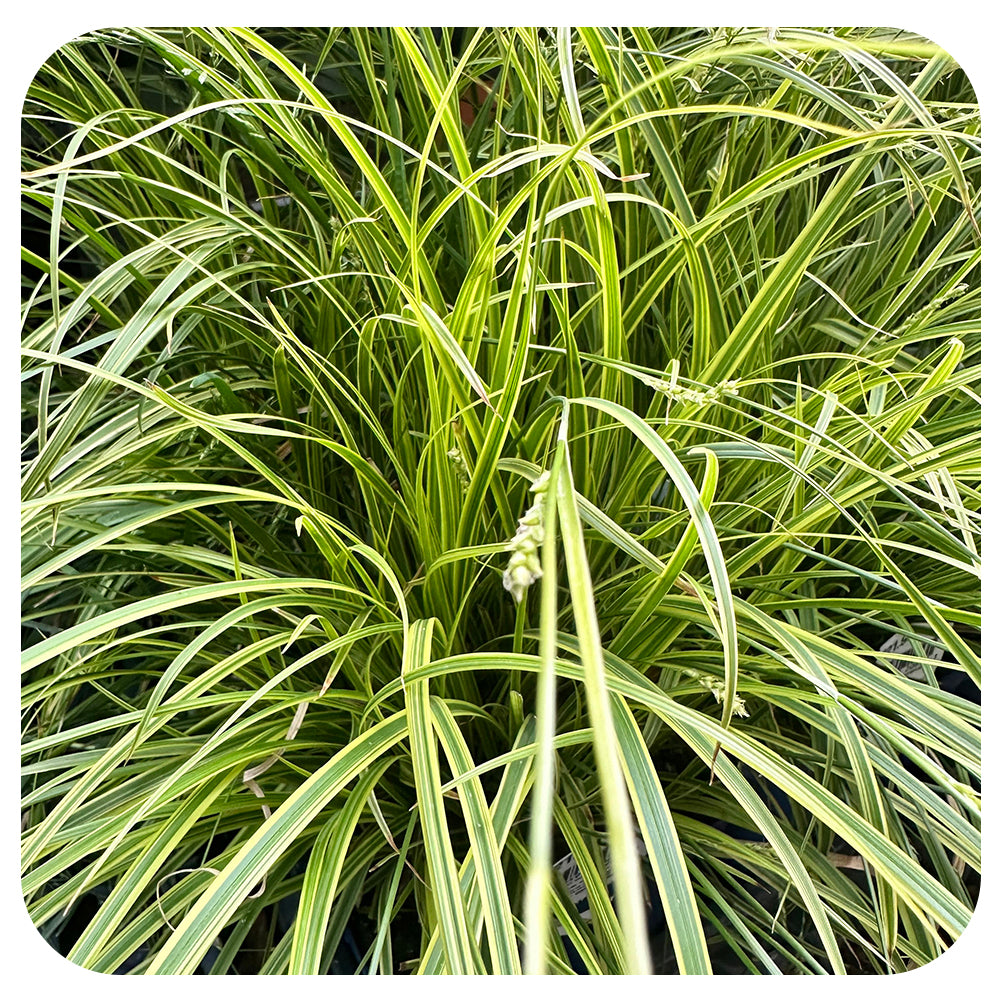 Carex Oshimensis Evergold