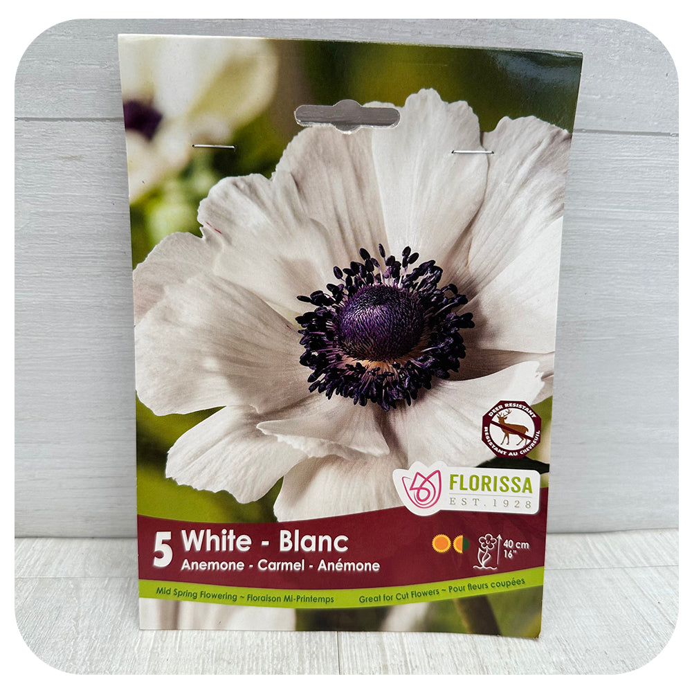 White Anemone 'Carmel'