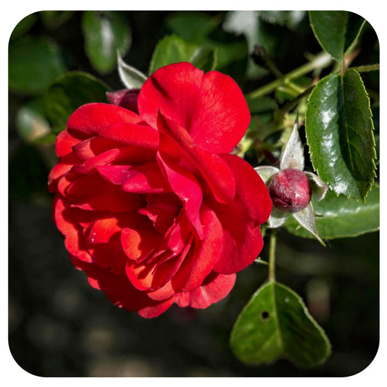 Flower Carpet Groundcover Rose 'Scarlet'