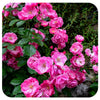 Flower Carpet Groundcover Rose 'Pink Supreme'