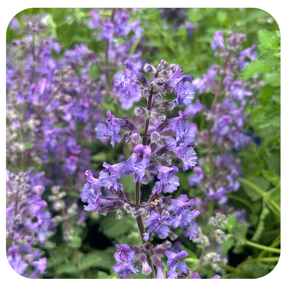 Catmint 'Catwalk Queen' (Nepeta f.) by Proven Winners