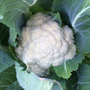 Cauliflower