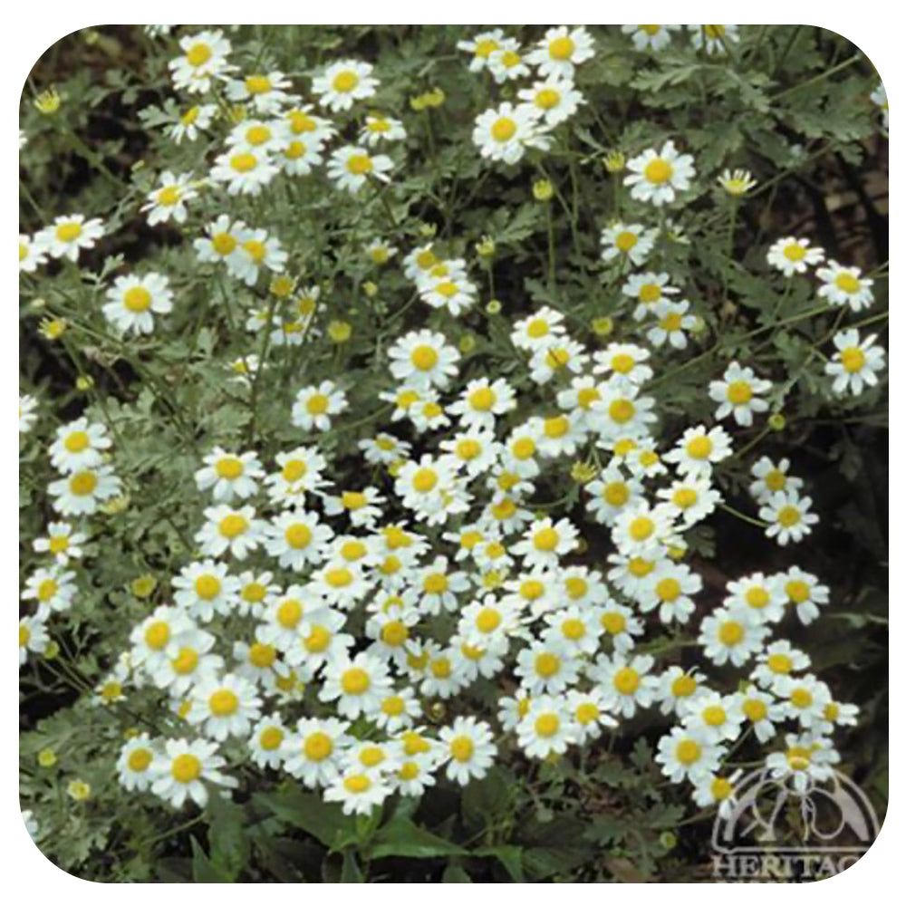 Chamomile (Chamaemelum Nobile)
