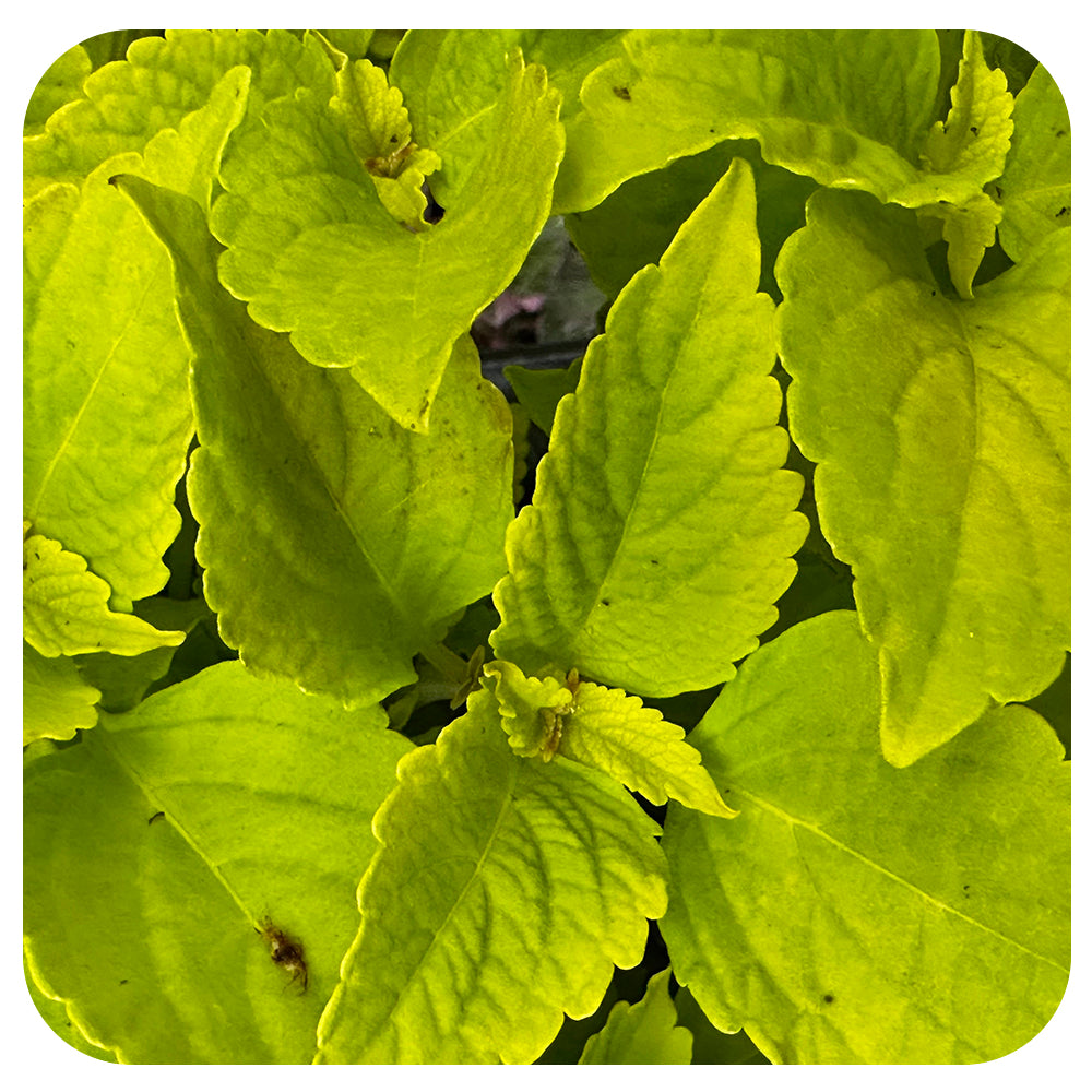 Coleus