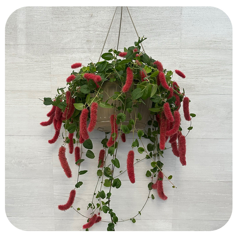 Chenille Hanging Basket (Acalypha pendula)