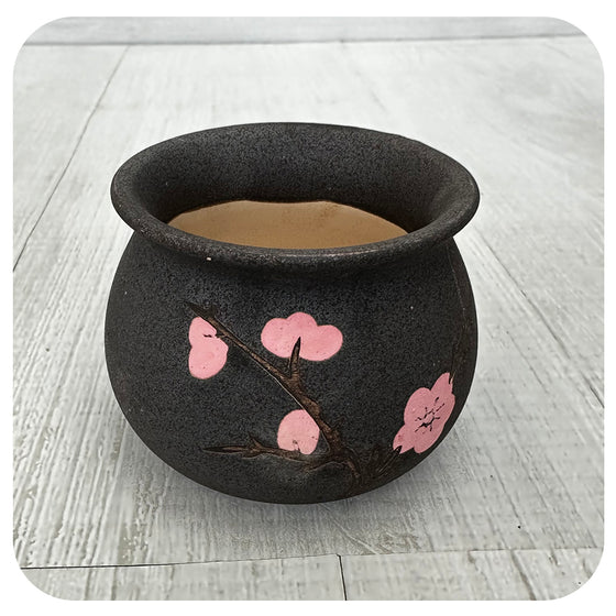Mini Cherry Blossom Pot