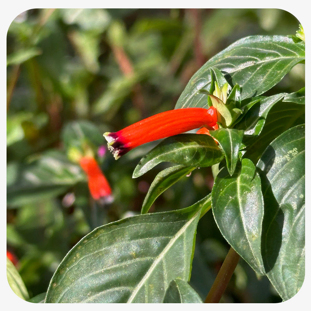Cigar plant (Cuphea ignea)