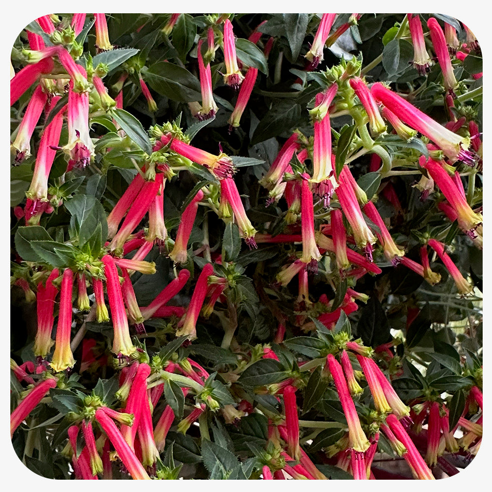 Cigar plant (Cuphea ignea)