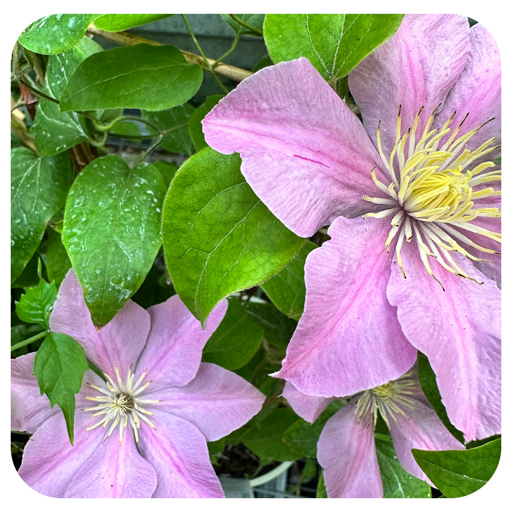 Clematis 'Boulevard 'Pompei'
